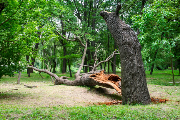 Tree and Shrub Care in Willowick, OH