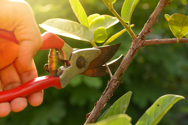 Best Hedge Trimming  in Willowick, OH